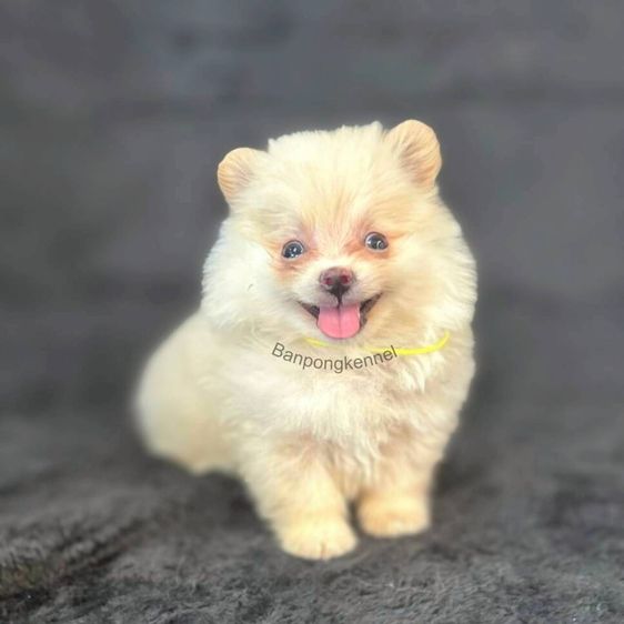 ปอมเมอเรเนียน (Pomeranian) เล็ก ลูกสุนัข