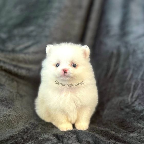 ปอมเมอเรเนียน (Pomeranian) เล็ก ลูกสุนัข