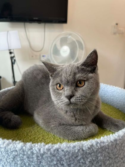 British Shorthair พร้อมใบ WCF ดช รูปที่ 4