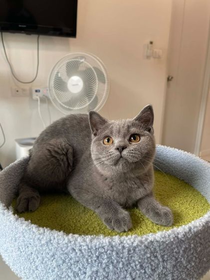 บริติช ชอร์ตแฮร์ (British Shorthair) British Shorthair พร้อมใบ WCF ดช