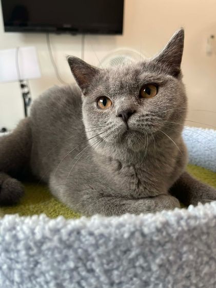 British Shorthair พร้อมใบ WCF ดช รูปที่ 5