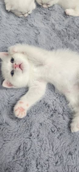 แมวสก็อตติช รูปที่ 3