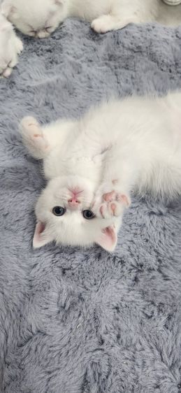 สก็อตติช โฟลด์ (Scottish Fold) แมวสก็อตติช