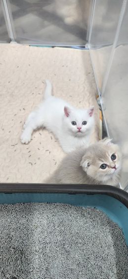 แมวสก็อตติช รูปที่ 6