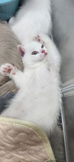 แมวสก็อตติช รูปที่ 4