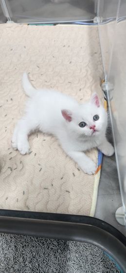 แมวสก็อตติช รูปที่ 5