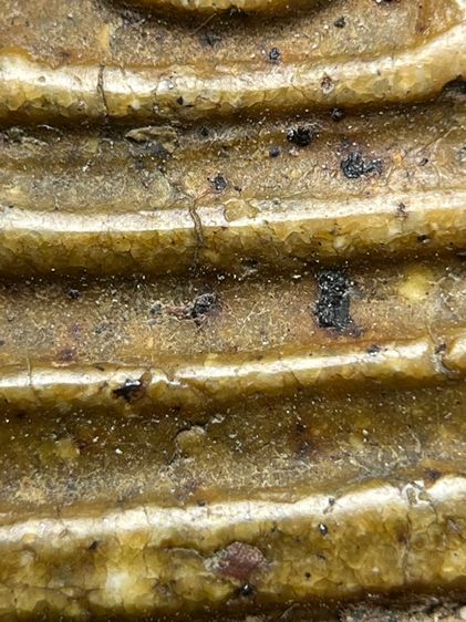 พระสมเด็จวัดระฆังพิมพ์อุดม ส่งตามรูป (53) รูปที่ 9