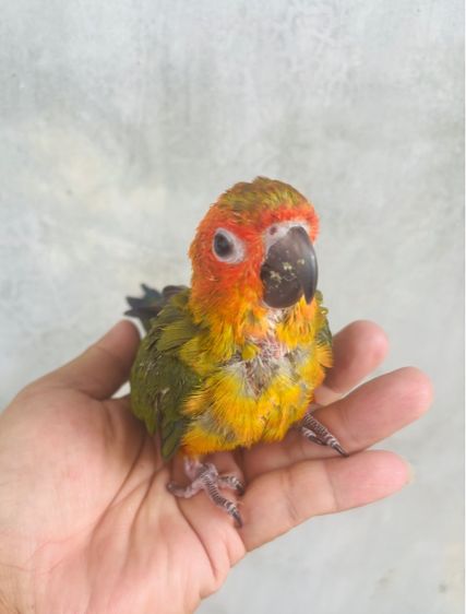 เรดซันสปิทพาย รูปที่ 4