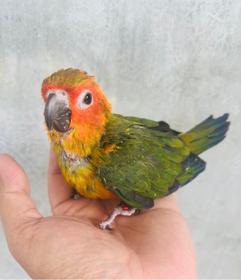 เรดซันสปิทพาย รูปที่ 7