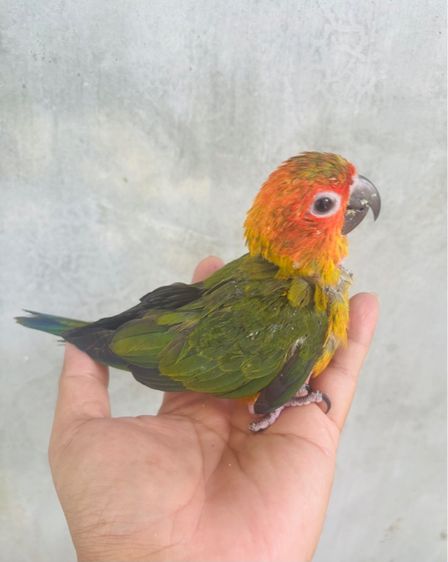 เรดซันสปิทพาย รูปที่ 6