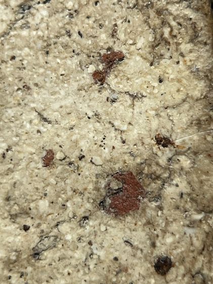 พระสมเด็จวัดระฆังพิมพ์ใหญ่พระประธาน ส่งตามรูป (59) รูปที่ 9