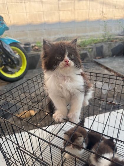 ลูกแมวเปอร์เซียแท้ เหลือ 7 ตัวเหมาคอกก็ได้ครับ  แยกก็ได้ รูปที่ 3