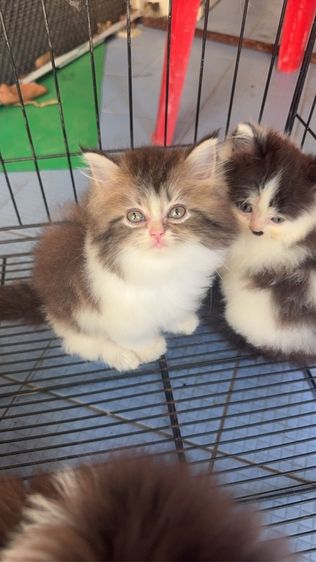 ลูกแมวเปอร์เซียแท้ เหลือ 7 ตัวเหมาคอกก็ได้ครับ  แยกก็ได้