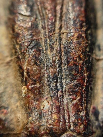 พระร่วงหลังรางปืน พิมนิยม กรุวัดพระศรีรัตนมหาธาตุราชวรวิหาร  หรือกรุวัดพระปรางค์ สุโขทัย   เนื้อตะกั่วสนิมแดง รูปที่ 8