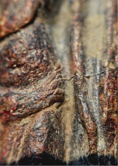 พระร่วงหลังรางปืน พิมนิยม กรุวัดพระศรีรัตนมหาธาตุราชวรวิหาร  หรือกรุวัดพระปรางค์ สุโขทัย   เนื้อตะกั่วสนิมแดง รูปที่ 7