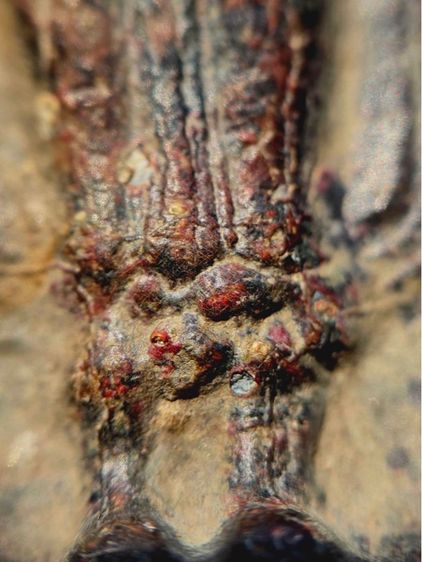 พระร่วงหลังรางปืน พิมนิยม กรุวัดพระศรีรัตนมหาธาตุราชวรวิหาร  หรือกรุวัดพระปรางค์ สุโขทัย   เนื้อตะกั่วสนิมแดง รูปที่ 11