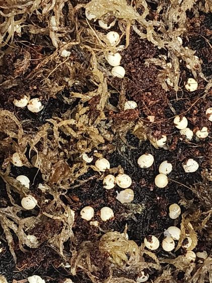 หอยทากเจดาสซี่ไข่เริ่มออกแล้ว