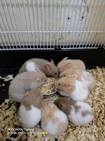 ขายหนูแฮมเตอร์พันธุ์ไจแอนท์ รูปที่ 8