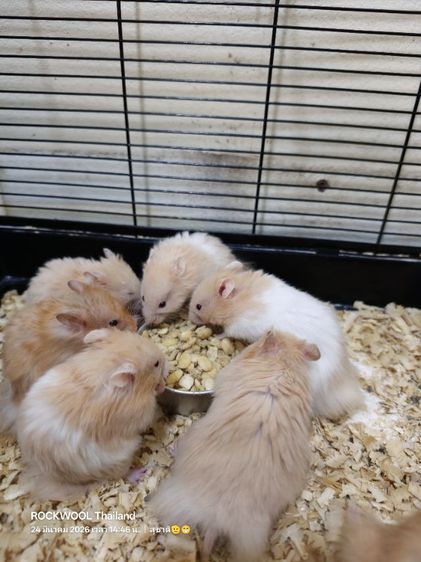 ขายหนูแฮมเตอร์พันธุ์ไจแอนท์ รูปที่ 5