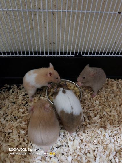 ขายหนูแฮมเตอร์พันธุ์ไจแอนท์ รูปที่ 7