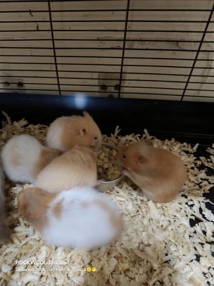 ขายหนูแฮมเตอร์พันธุ์ไจแอนท์ รูปที่ 2