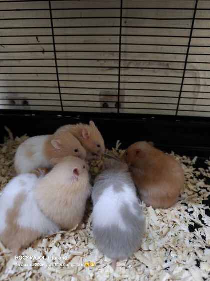 ขายหนูแฮมเตอร์พันธุ์ไจแอนท์