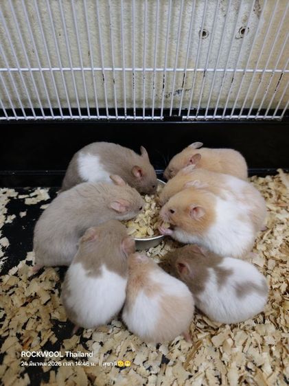 ขายหนูแฮมเตอร์พันธุ์ไจแอนท์ รูปที่ 6