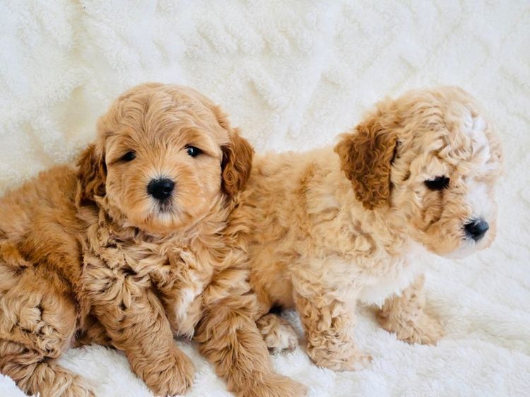 ตัวสุดท้าย สุดหล่อ รูปที่ 4