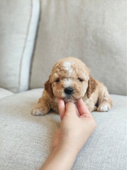 ตัวสุดท้าย สุดหล่อ รูปที่ 9