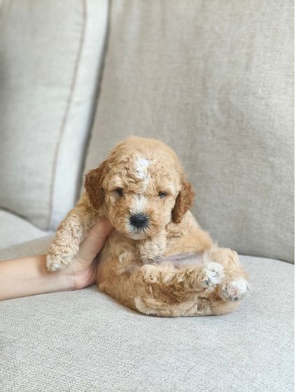 ตัวสุดท้าย สุดหล่อ รูปที่ 11