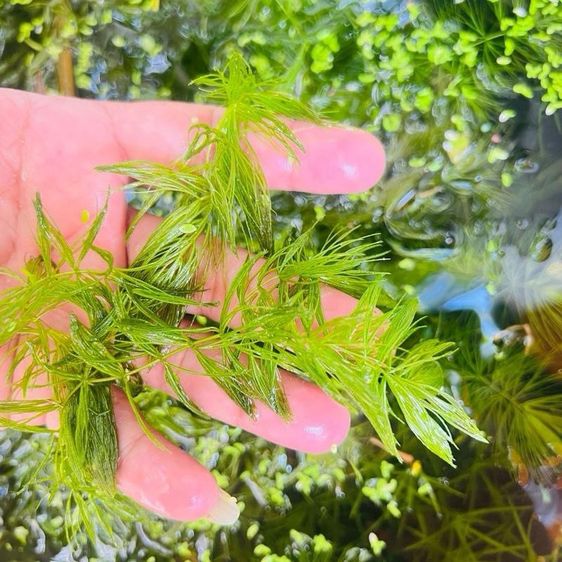 สาหร่ายพุงชะโด สำหรับอนุบาลลูกปลา น้ำจืด ธรรมชาติ รูปที่ 4