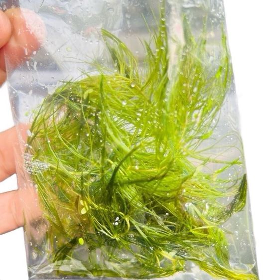 สาหร่ายพุงชะโด สำหรับอนุบาลลูกปลา น้ำจืด ธรรมชาติ รูปที่ 5
