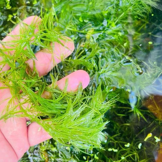 สาหร่ายพุงชะโด สำหรับอนุบาลลูกปลา น้ำจืด ธรรมชาติ