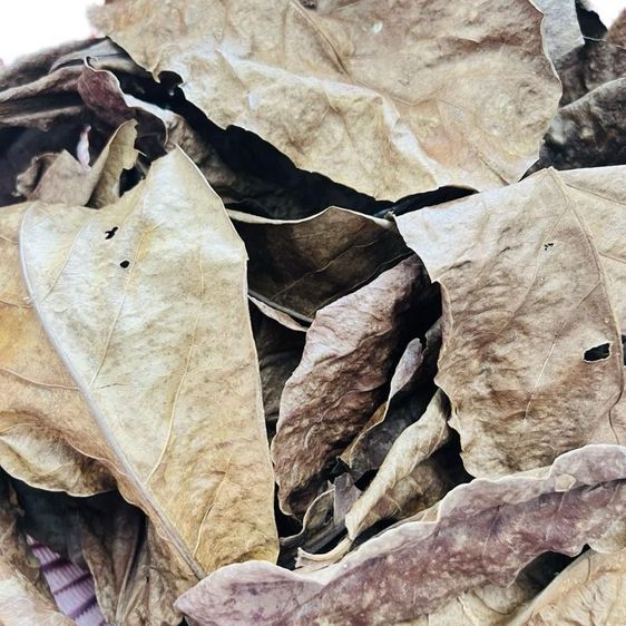 ใบหูกวางแห้ง (เอาก้านออกแล้ว)  หมักปลากัด น้ำหนัก 30 กรัม