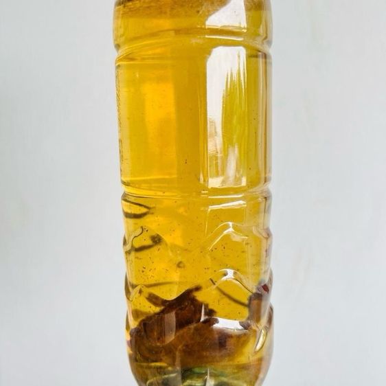 ใบหูกวางแห้ง (เอาก้านออกแล้ว)  หมักปลากัด น้ำหนัก 30 กรัม รูปที่ 7