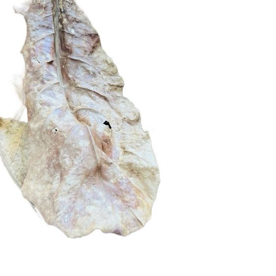 ใบหูกวางแห้ง (เอาก้านออกแล้ว)  หมักปลากัด น้ำหนัก 30 กรัม รูปที่ 3