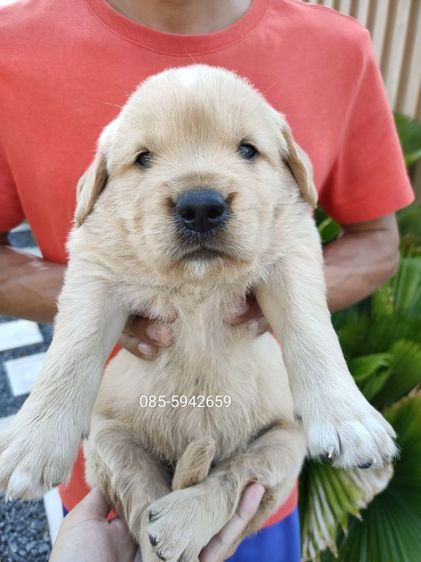 โกลเด้นรีทรีฟเวอร์ ผู้ เมีย