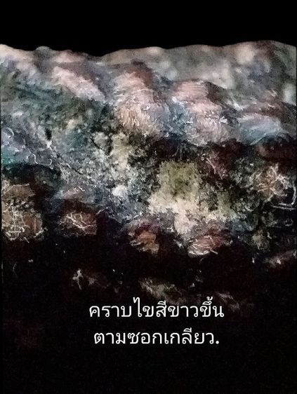 หลวงปู่เอี่ยม วัดสะพานสูง. รูปที่ 10