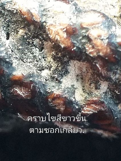 หลวงปู่เอี่ยม วัดสะพานสูง. รูปที่ 11