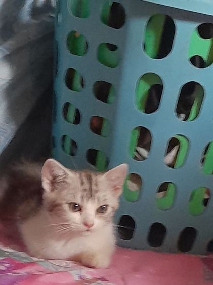 สก็อตติช โฟลด์ (Scottish Fold) สก๊อตทิชเพศหญิง2ตัวราคาเบาเบาค่ะทักมาด่วน