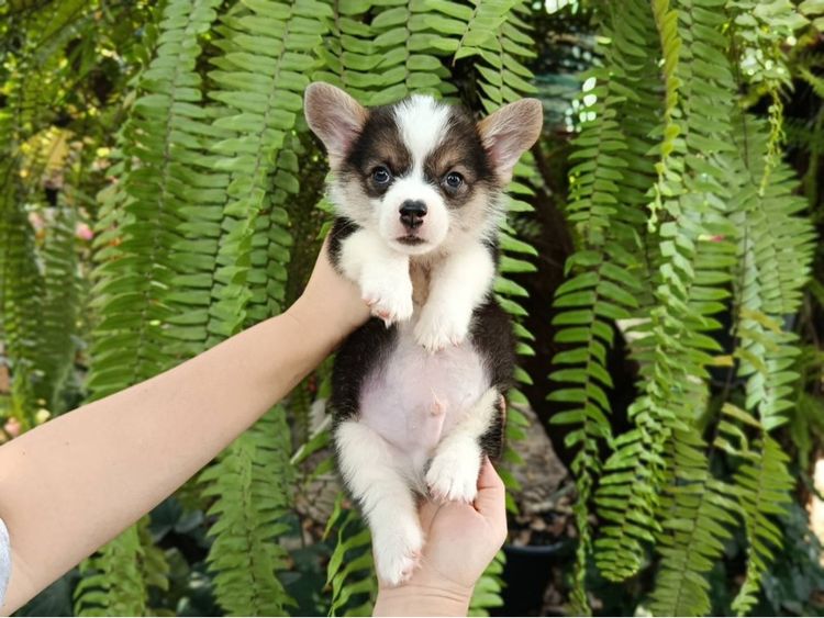 คอร์กี้ รูปที่ 3