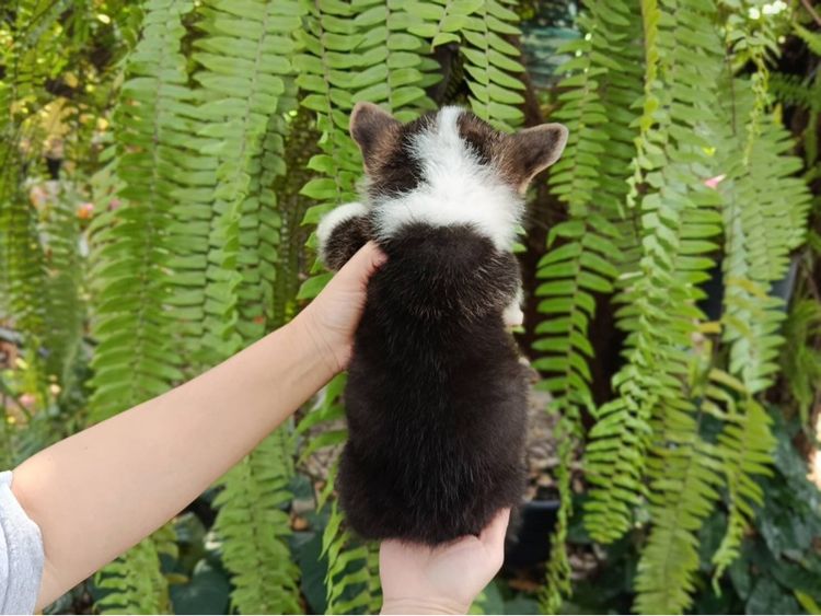 คอร์กี้ รูปที่ 4