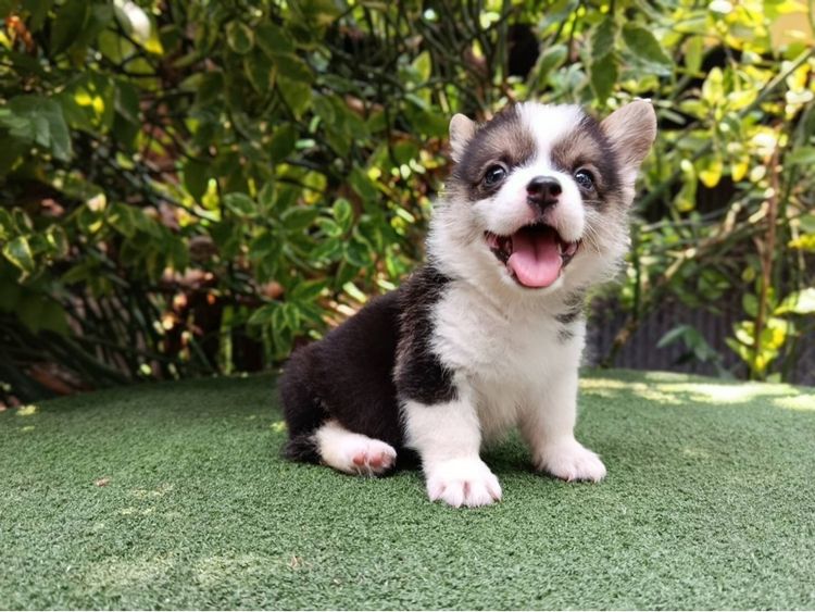 คอร์กี้