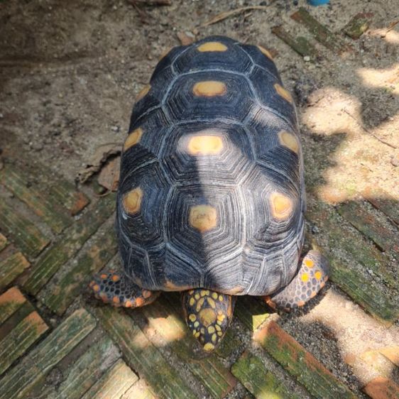 เต่าเรตฟุต รูปที่ 2