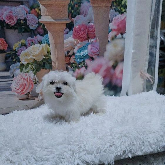 มอลทิพูเกาหลี เมีย มินิหน้าสั้น