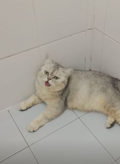 บริติช ชอร์ตแฮร์ (British Shorthair) บริติช ญ หาบ้านด่วน