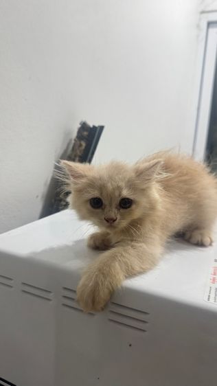 แมวเปอร์เซีย รูปที่ 3