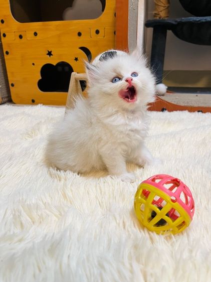 แมวเปอเซีย