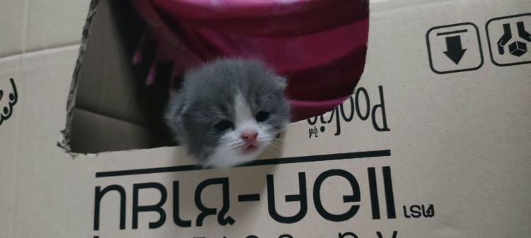 แมว รูปที่ 6