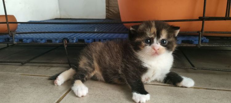 แมว รูปที่ 4